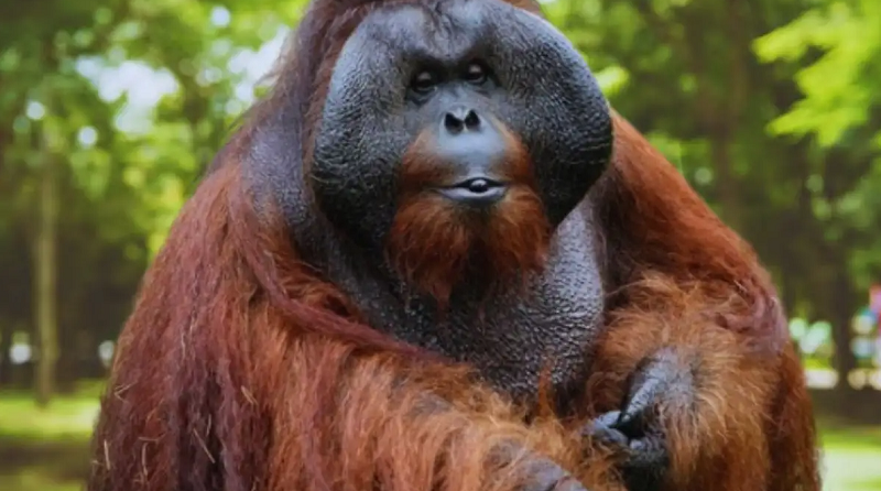 Dublin Zoo Orangutan Sibu Death: What Really Happened to Orangutan Sibu? How Did Orangutan Sibu Die?